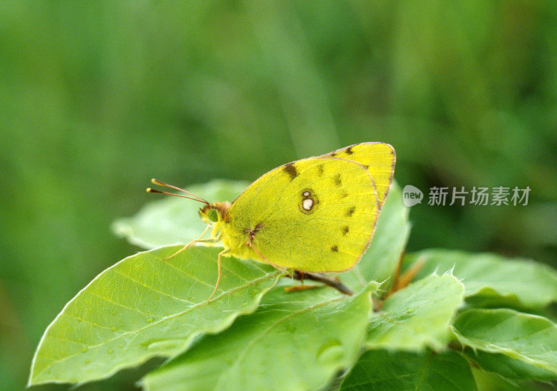 淡云黄色(Colias hyale)